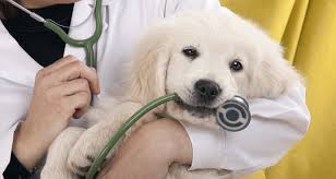 médecin ou infirmier vétérinaire